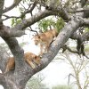 Löwinnen, Serengeti NP