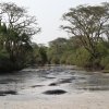 Flusspferde, Serengeti NP