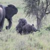 Elefanten, Serengeti NP