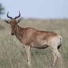 Elenantilope, Serengeti NP