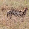 Gepard, Serengeti NP
