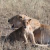 Löwin mit Jungem, Serengeti NP