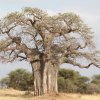 Baobab-/Affenbrotbaum, Tarangire NP