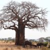 Elefanten unter Baobab, Tarangire NP