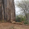 2 Löwinnen unter Baobab, Tarangire NP