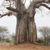 2 Löwinnen unter Baobab, Tarangire NP