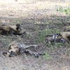 Afrikanische Wildhunde, Selous Game Reserve