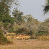Impalas, Selous Game Reserve