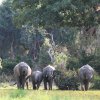 Elefantenfamilie beim Trinken, Selous Game Reserve