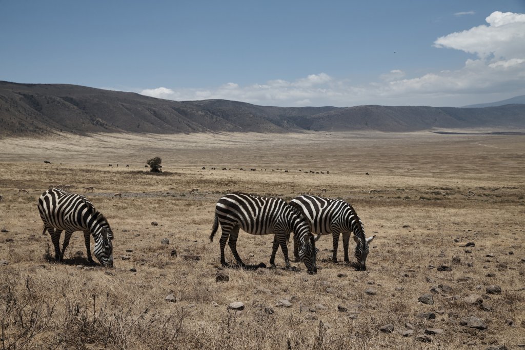 Zebras, Ngorongorokrater