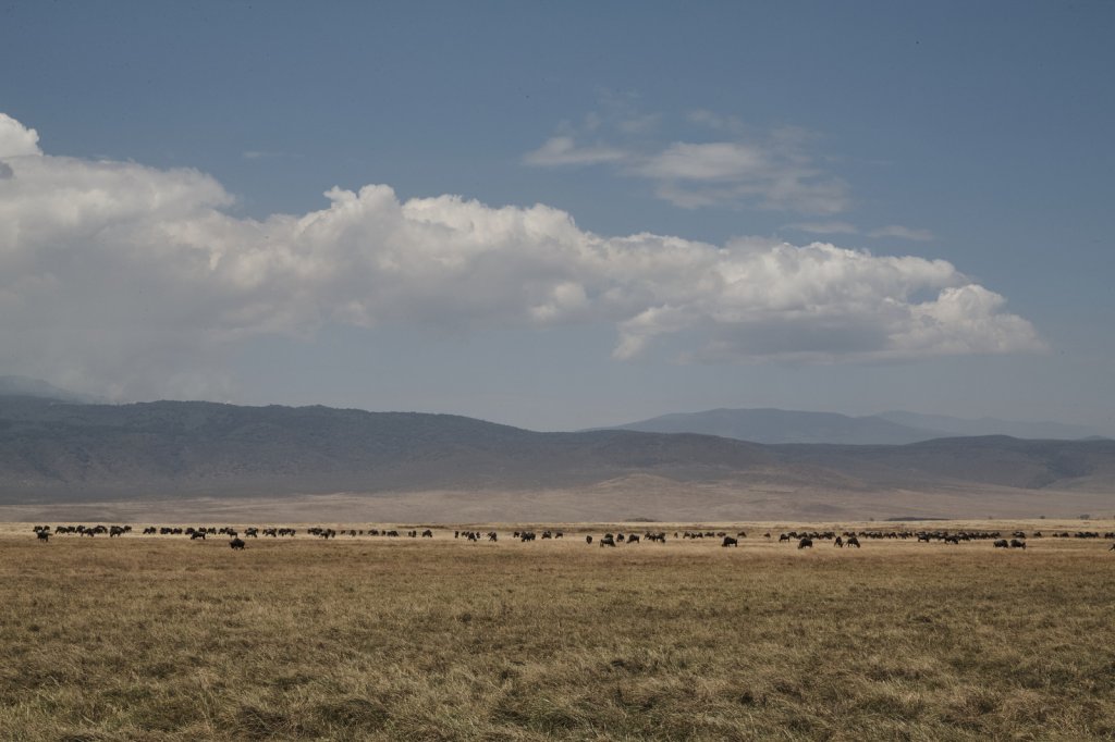 Gnuherde, Ngorongorokrater