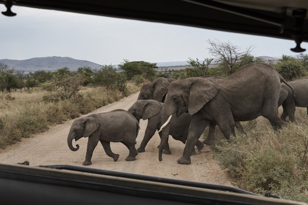 Elefantenherde, Serengeti