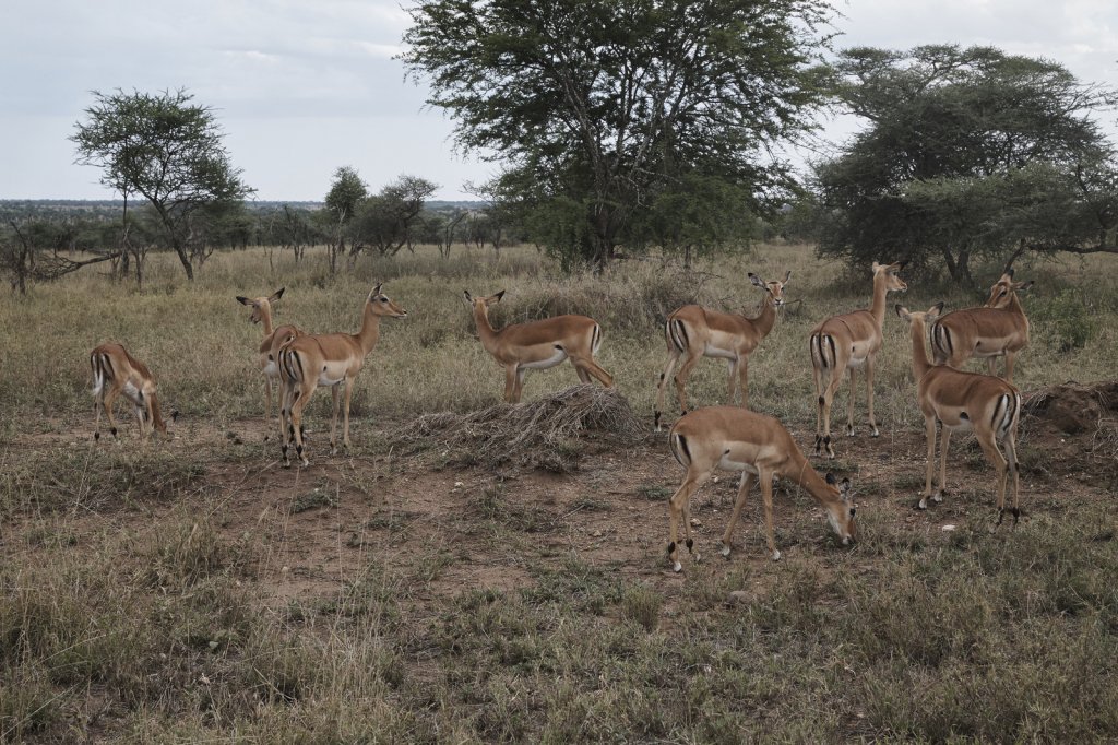 Impalas, Serengeti
