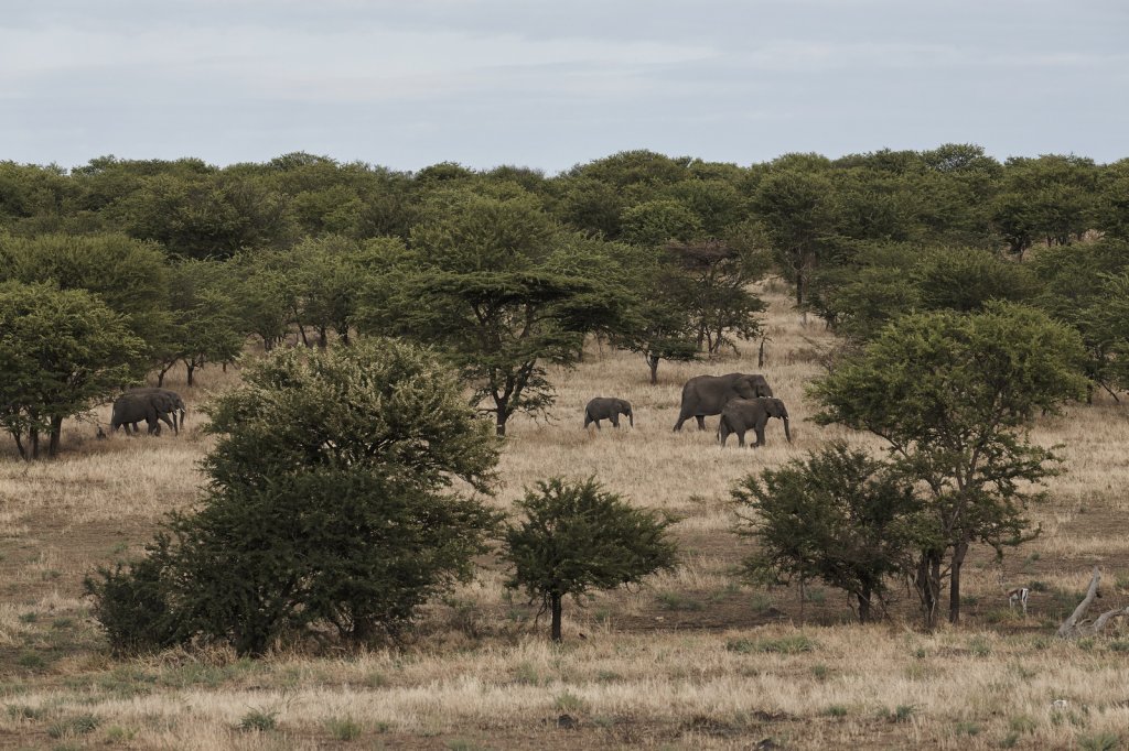 Elefanten, Serengeti