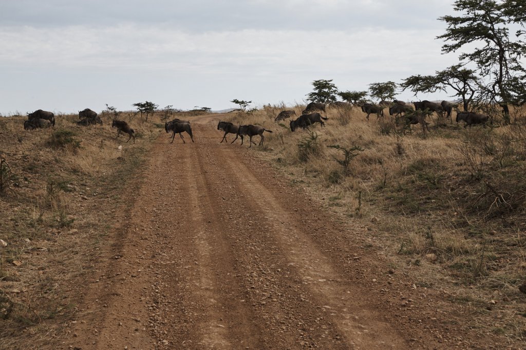 Gnuherde, Serengeti