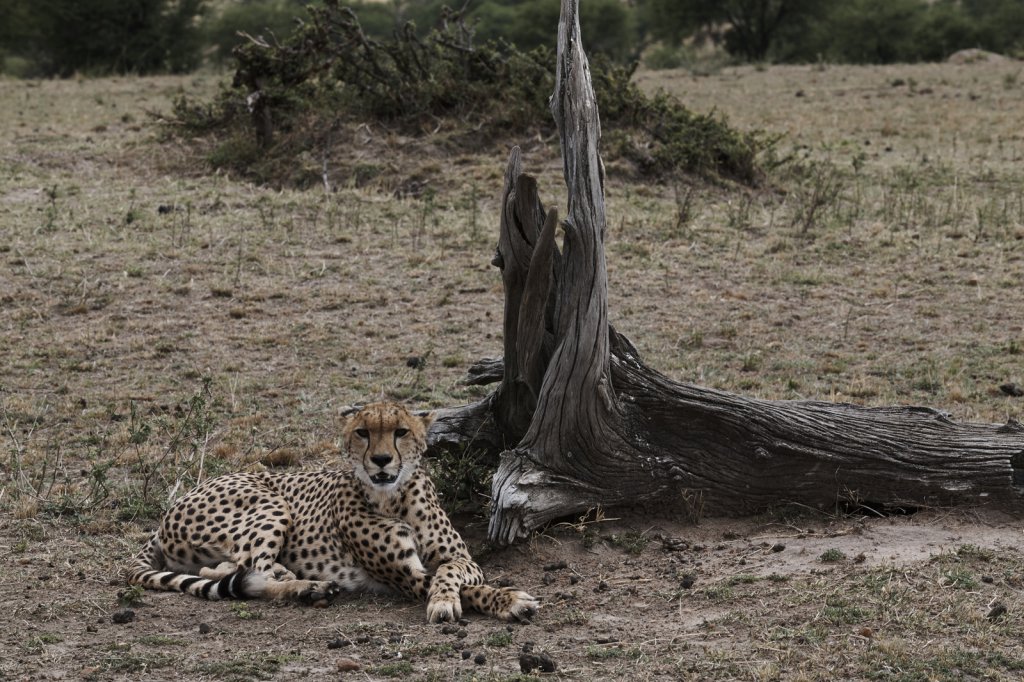 Gepard, Serengeti