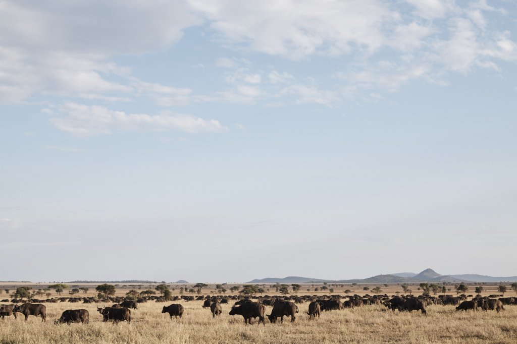 Büffelherde, Serengeti