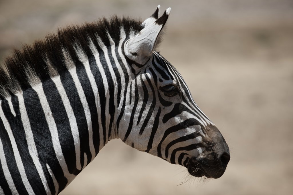 Zebra, Ngorongorokrater