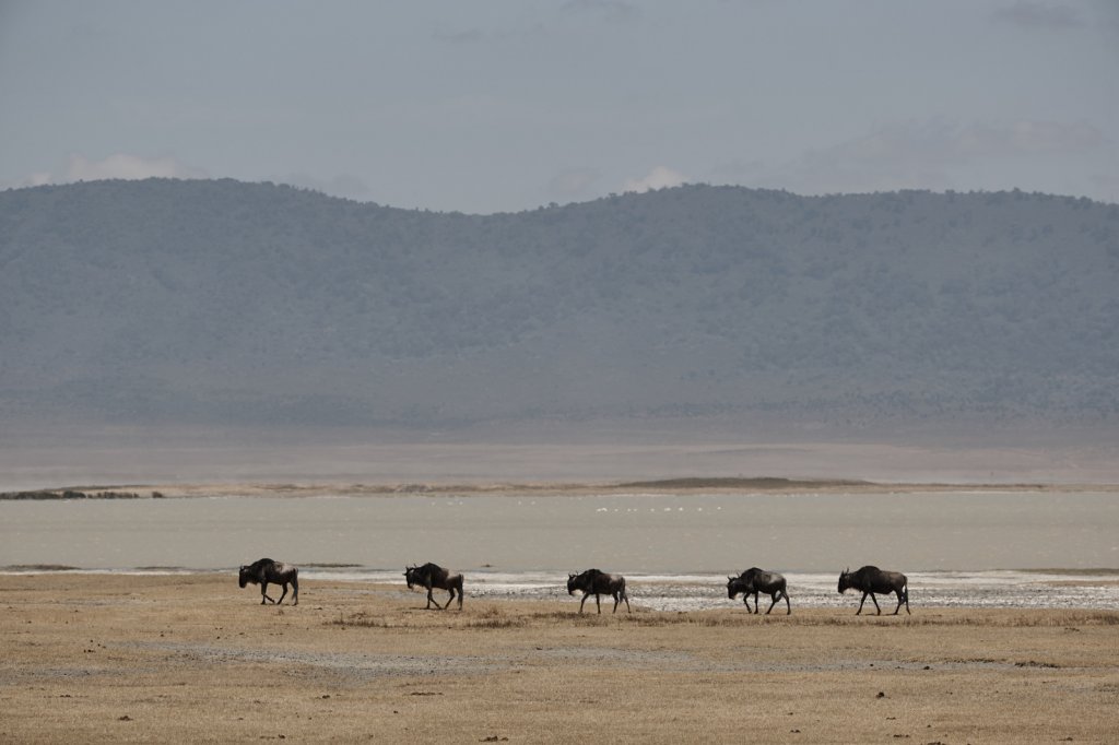 Gnus, Ngorongorokrater