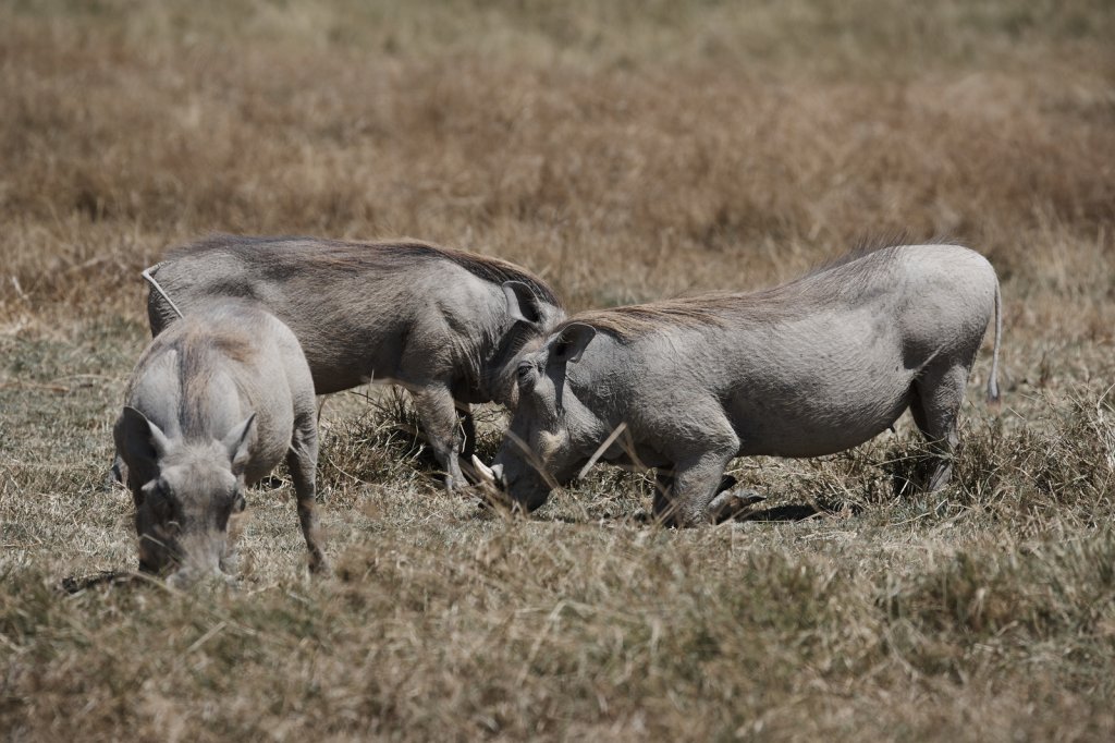 Warzenschweine, Ngorongorokrater