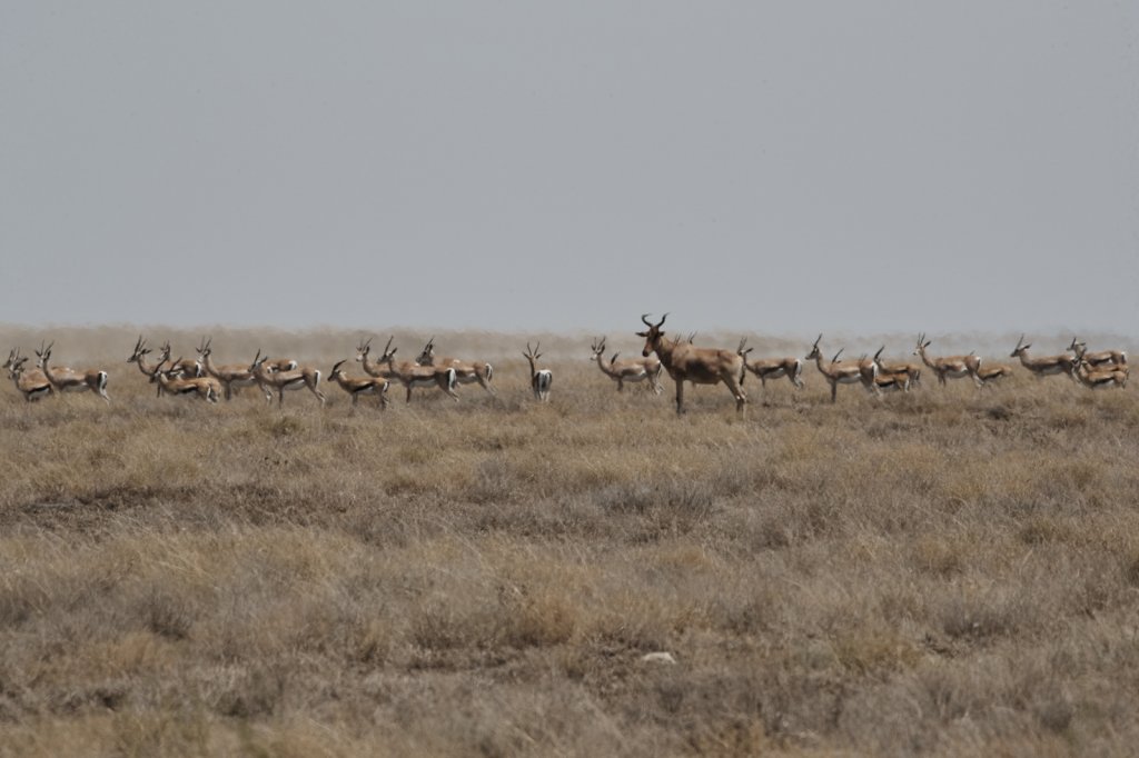 Kuhantilope und Impalas, Serengeti