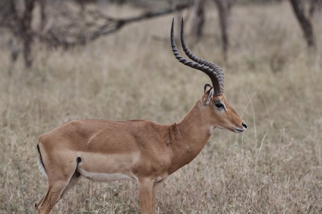 Impala, Serengeti