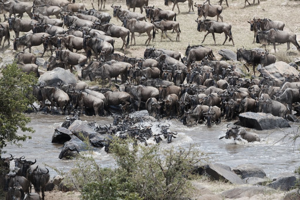 Gnu-Crossing am Mara-Fluß, Serengeti
