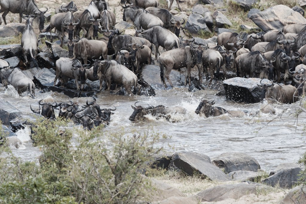 Gnuherde am Mara-Fluß, Serengeti