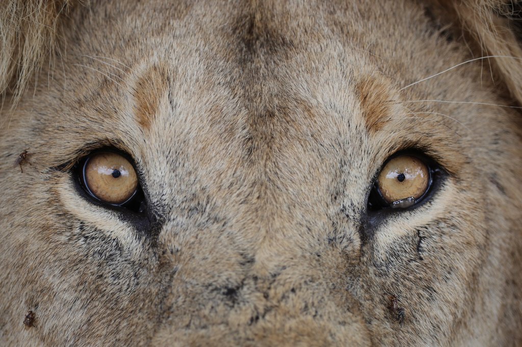 Löwenmännchen, Serengeti