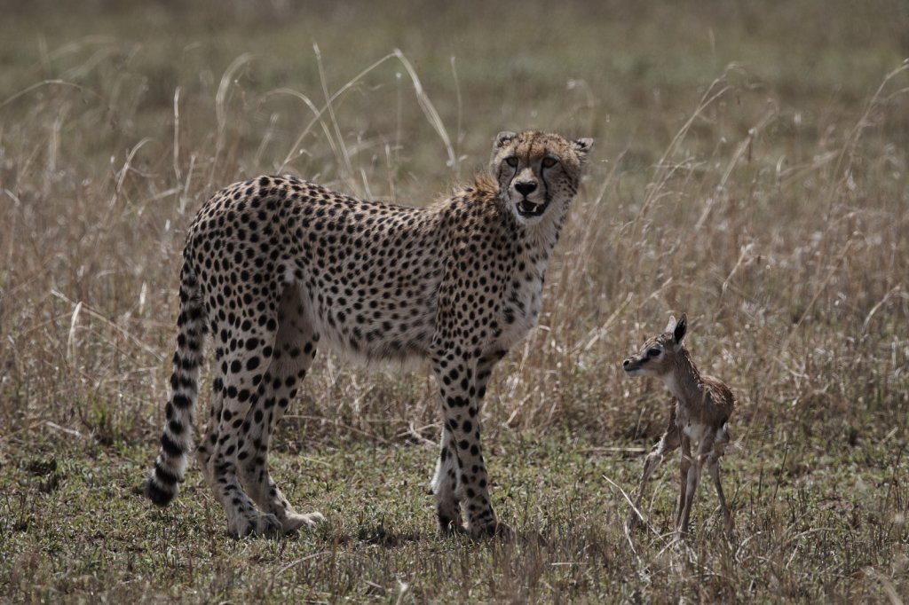 Gepard mit neugeborener Thomson-Gazelle, Serengeti