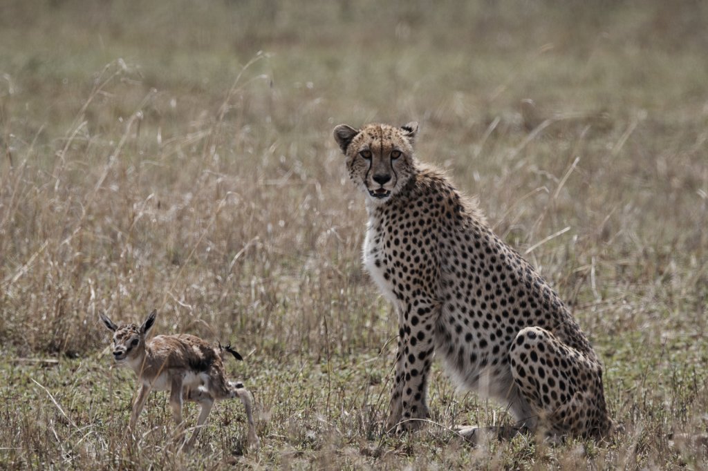 Gepard mit neugeborener Thomson-Gazelle, Serengeti