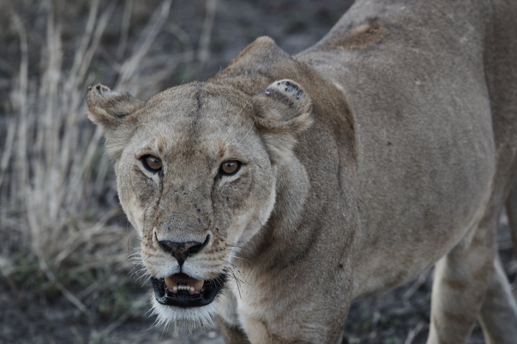 Löwin, Serengeti