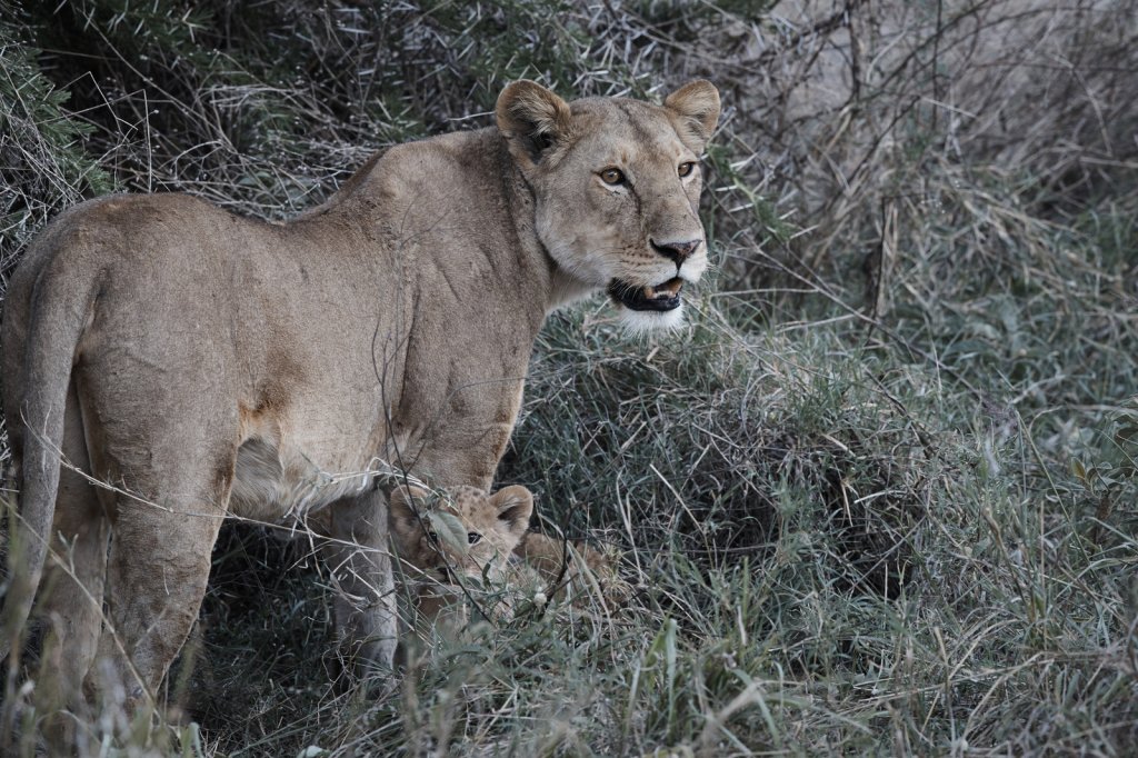 Löwin mit Jungem, Serengeti