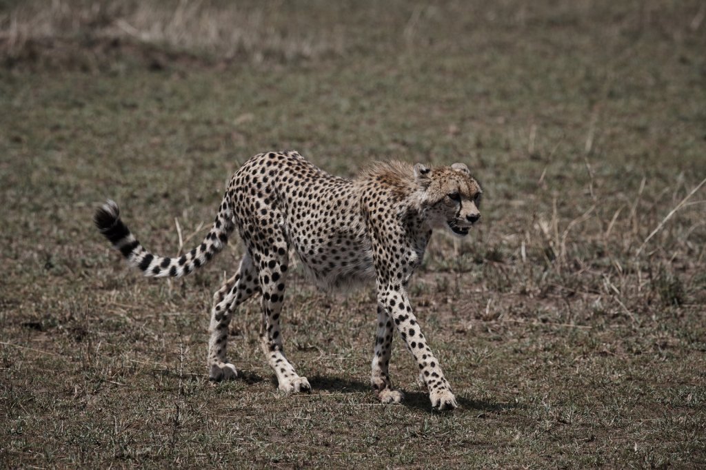 Gepardin, Serengeti