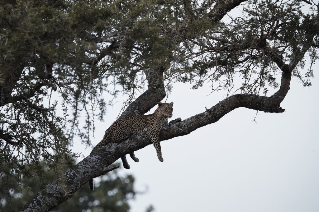 Leopardin, Serengeti