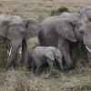 Elefanten, Serengeti