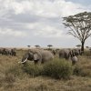 Elefantenherde, Serengeti