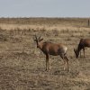 Topi-Leierantilope, Serengeti