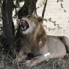 Löwenmännchen, Serengeti