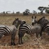 Zebras, Serengeti