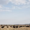 Büffelherde, Serengeti