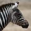 Zebra, Ngorongorokrater