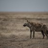 Hyäne, Serengeti