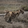 Löwenkinder, Serengeti