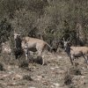 Eland, Serengeti