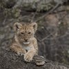 Löwenkind, Serengeti