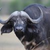 Büffel, Serengeti