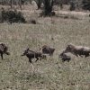Warzenschweinfamilie, Serengeti