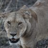 Löwin, Serengeti