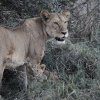 Löwin mit Jungem, Serengeti